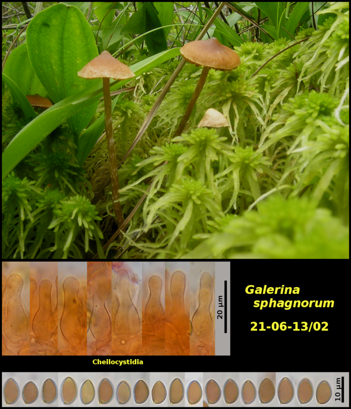 Picture of <i>Galerina sphagnorum21-06-13/02</i>